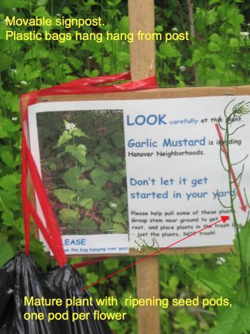 Garlic Mustard Sign Post