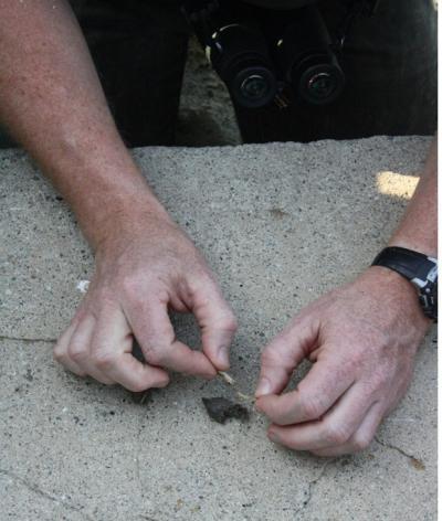 Owl pellet disection