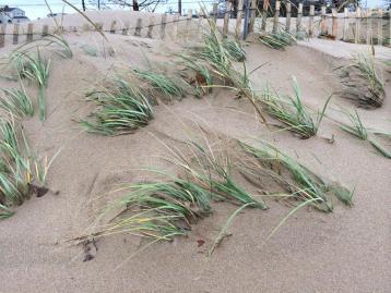 Healthy beachgrass on Newbury beach on Plum Island