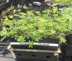 Wild lupine plants