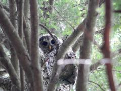Barred owl Tomás Nocera