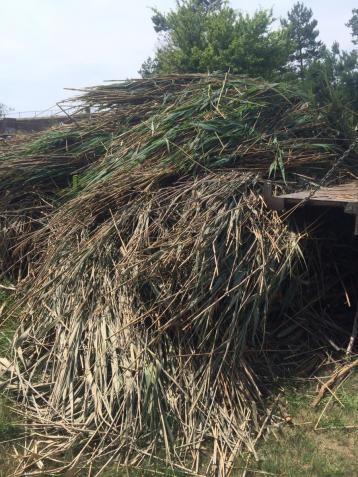 Phragmites plants cut in a pile