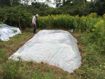 Solarizing Parsnip