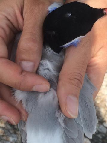 Tern in hand 2