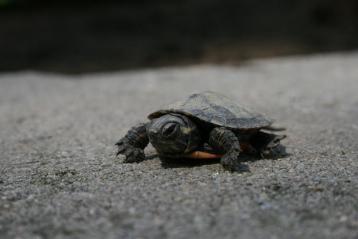painted turtle