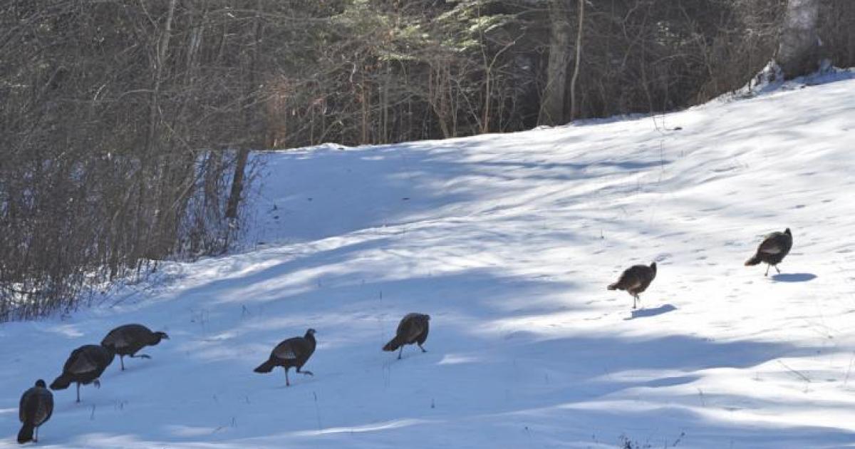 New Hampshire Winter Turkey Flock Survey Nature Groupie