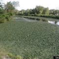 Water chestnut infestation - stock from Bugwood.org
