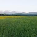 field with mountains in the background