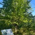 american chestnut tree