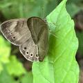 Appalachian brown butterfly