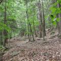 trail through woods