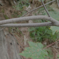glossy buckthorn bark up close