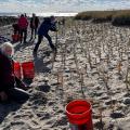 Volunteers planting beach grass