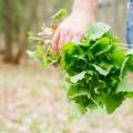Garlic Mustard in hand