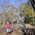 volunteer pruning apple trees