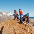 People planting grass on dune