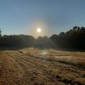 Field with sunset