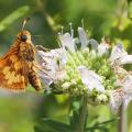 Pollinator on a flower