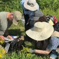 volunteers looking at butterflies in field