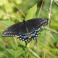 Black Swallowtail Butterfly