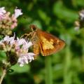 Mulberry Wing Butterfly