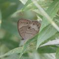 Appalachian Brown Butterfly