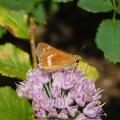 Leonard's Skipper