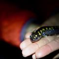 spotted salamander in volunteer hands