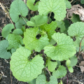 garlic mustard