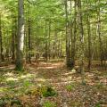 woods trail