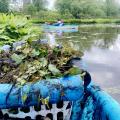 Water chestnut pulled from river