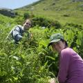 two smiling volunteers in the alpine zone pulling dandelions