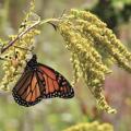 monarch butterfly on plant