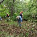volunteers pull invasive plants in woods