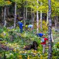 trail volunteers cleaning ski glade