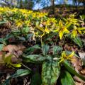 trout lillies