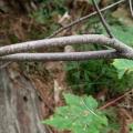 buckthorn branch