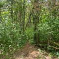 invasive plants on trail