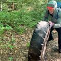 Volunteering moving large tire from forest