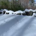 wildlife tracks in snow