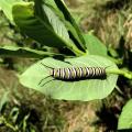 monarch catepillar