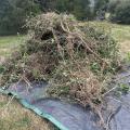 pile of invasive plants