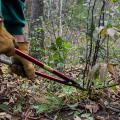 loppers cutting invasive plant