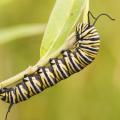 monarch caterpillar