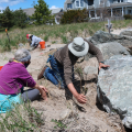 people planting dune grass