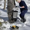 person maple sugaring