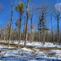 forest in winter