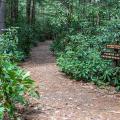 rhododendron trail