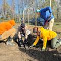 volunteers planting tree