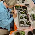 person planting seedlings